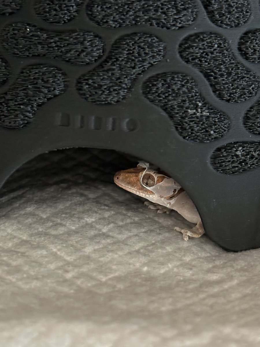 JJ201380284's tweet image. ショートの散歩から帰ったら、ポーが脱皮開始。
脱皮不全から、自切もあって心配でしたが、最近はご飯もたくさん食べていて、💩もモリモリです😅

脱皮頑張って👍
#クレステッドゲッコー
#Poe