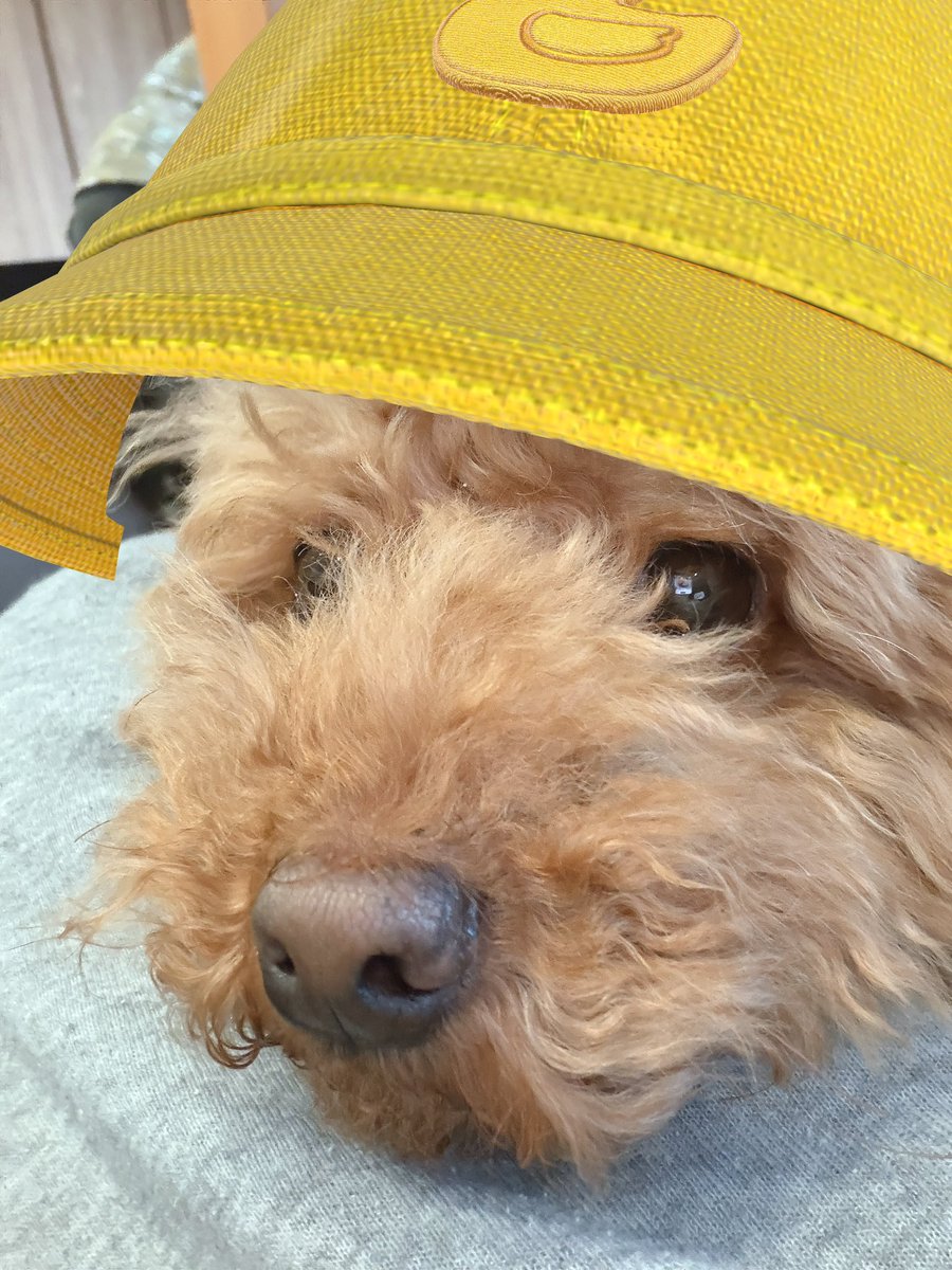 Star☆T 日南 有理（ひなたゆり）❤️4月19日(日)「COMTECPORTBASE」 tweet media