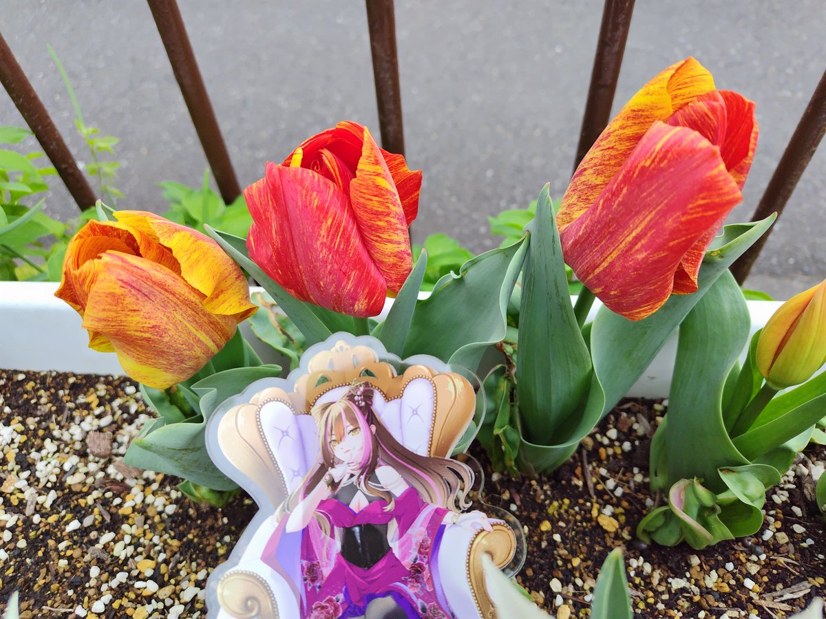 ソル🌗趣味総合垢 tweet media