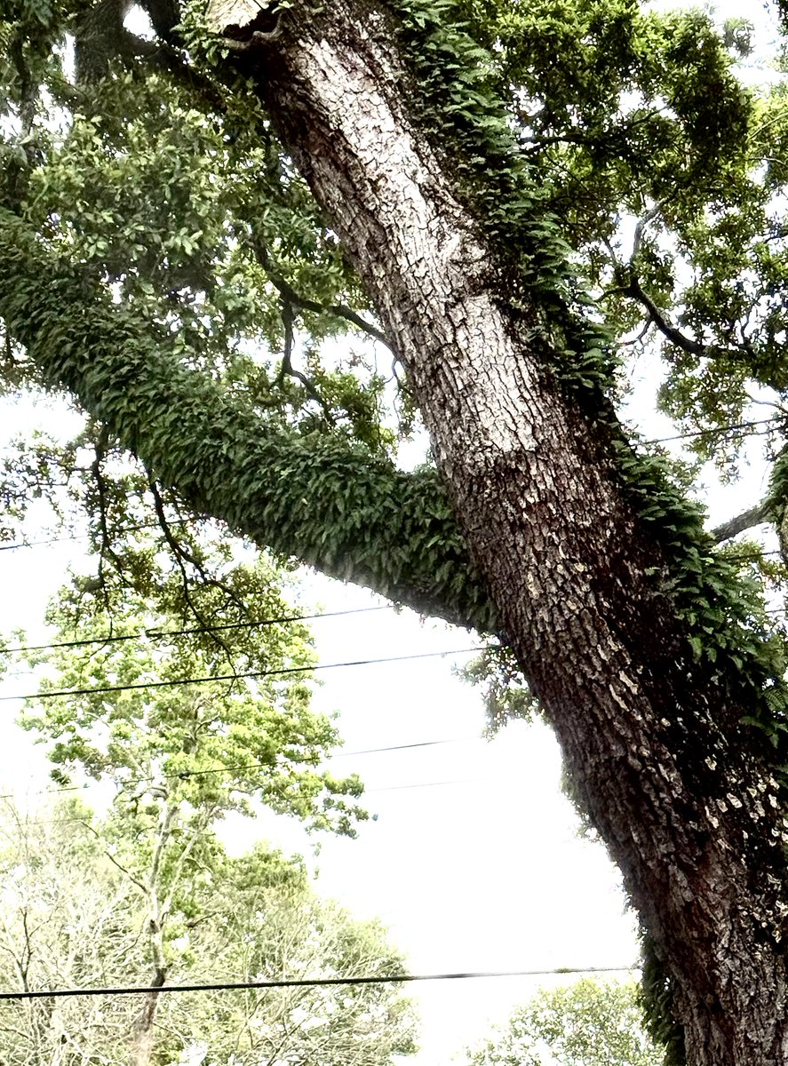 JaneSkerkoske's tweet photo. Mark says our resurrection fern came out today. #Easter https://t.co/C9RKfQf3Cd