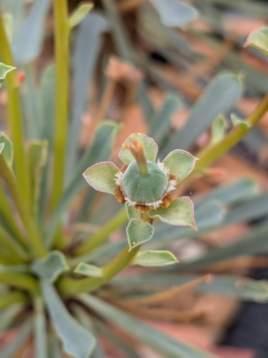 Le Norte tweet media