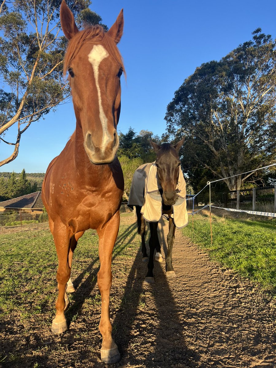 Lunar & Sunny 🐴 tweet media