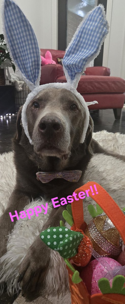 LabTitus's tweet photo. HAPPY EASTER!!! To all my sweet doggy frenz!!! #Silverlab #DogsofTwitter https://t.co/qK8082XGGY