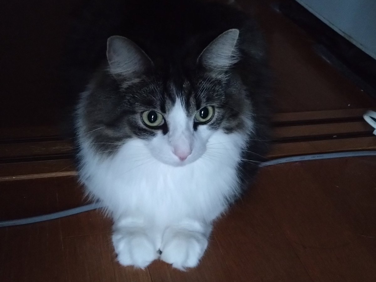 飼い猫溺愛のおに tweet media