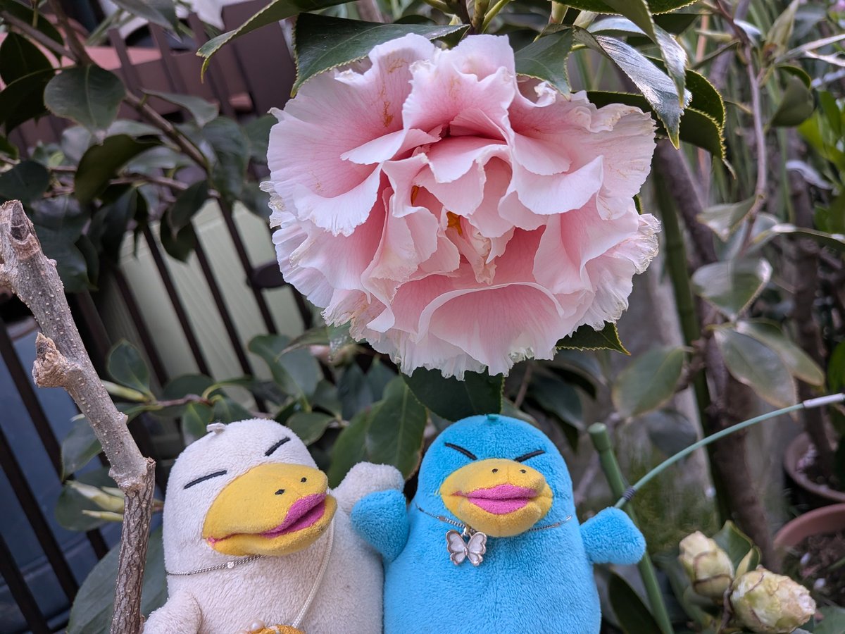 風霧せつな tweet media