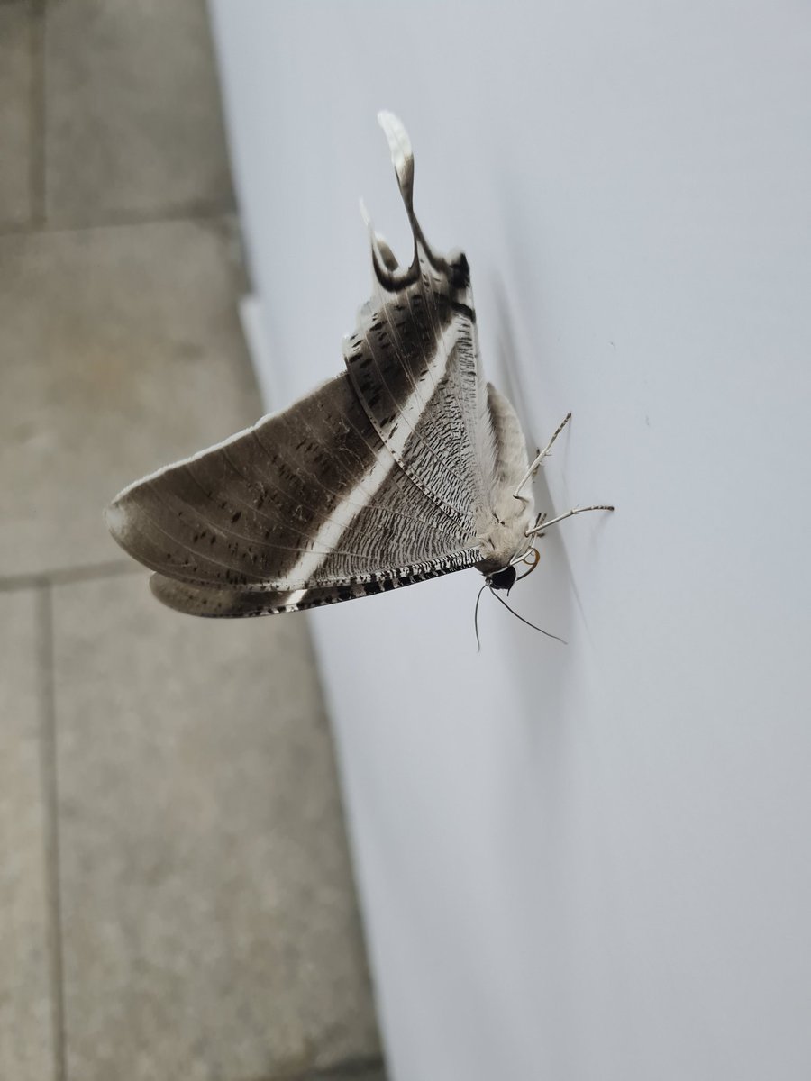 Austins.moths tweet media