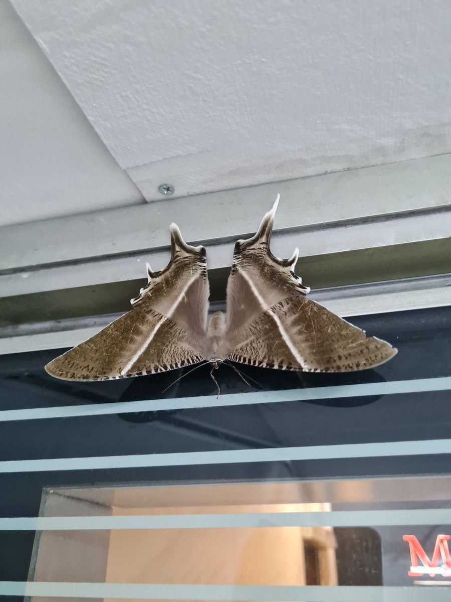 Austins.moths tweet media
