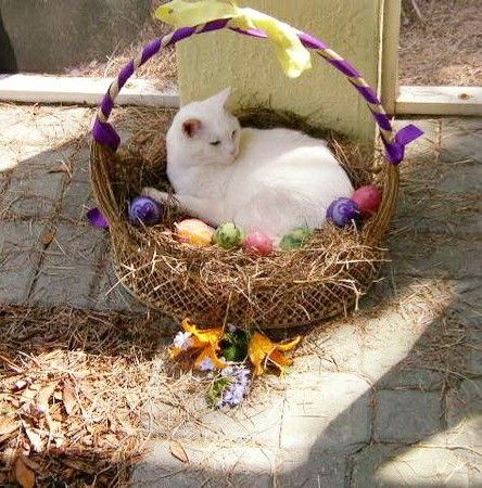 Happy Easter from me, <a href="/CongressJBB/">James Buchanan</a>, Alpine and Billy!! 🐣🐰💛