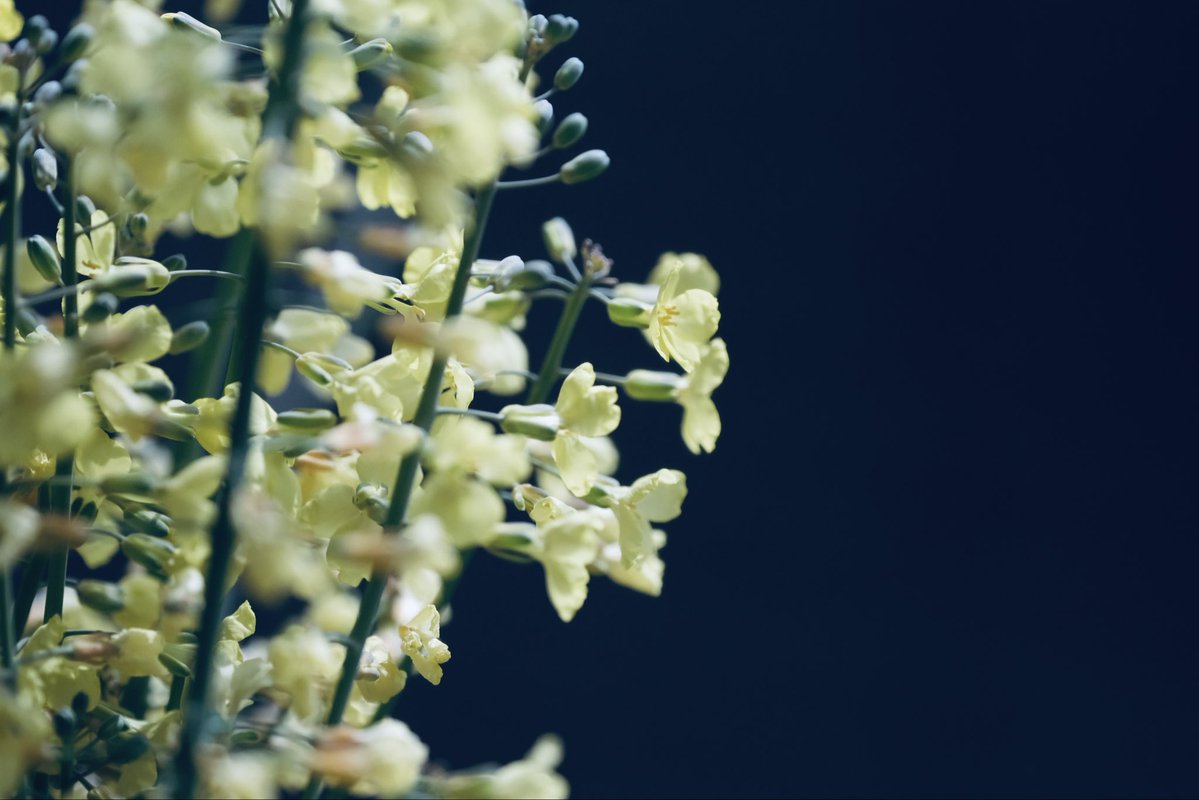 春希 📷 花 tweet media