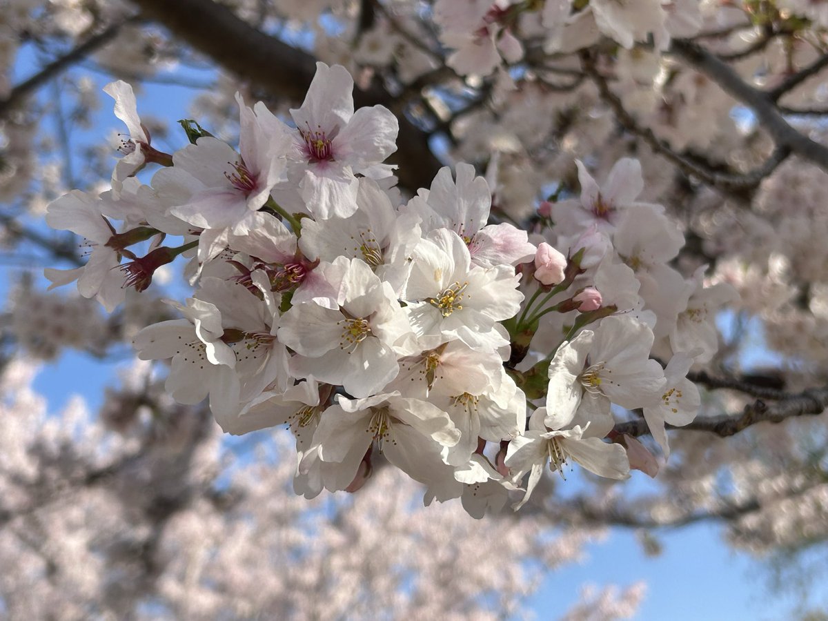 SASUKE@電撃蜜柑🍊 tweet media