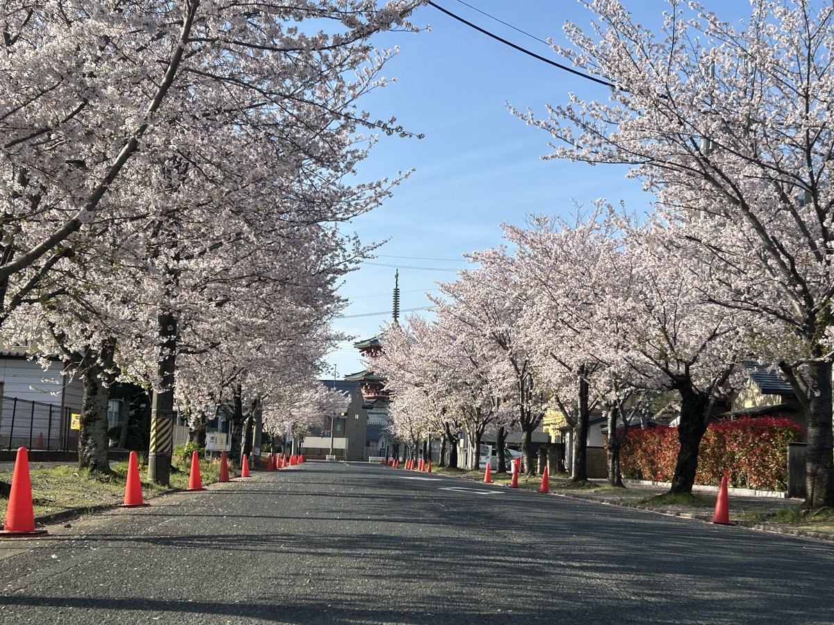 SASUKE@電撃蜜柑🍊 tweet media