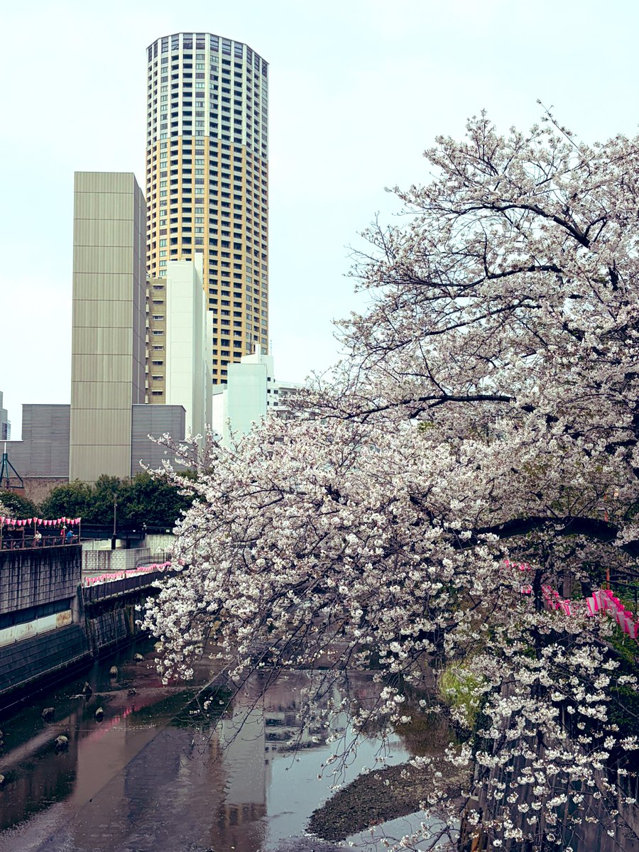 8JPdjsdNLSCRE7u's tweet image. おはようございます🌸✨

目黒川桜まつりに行ってきました🥰

この日曜日が最後の見頃のようで
お花見客でいっぱいでした
良ければ動画もUPしています🆙

今週もよろしくお願いいたします☺️
素敵な月曜日になりますように💖

#中目黒
#目黒川桜まつり
#ベーコンポテトパイの春がやって来た