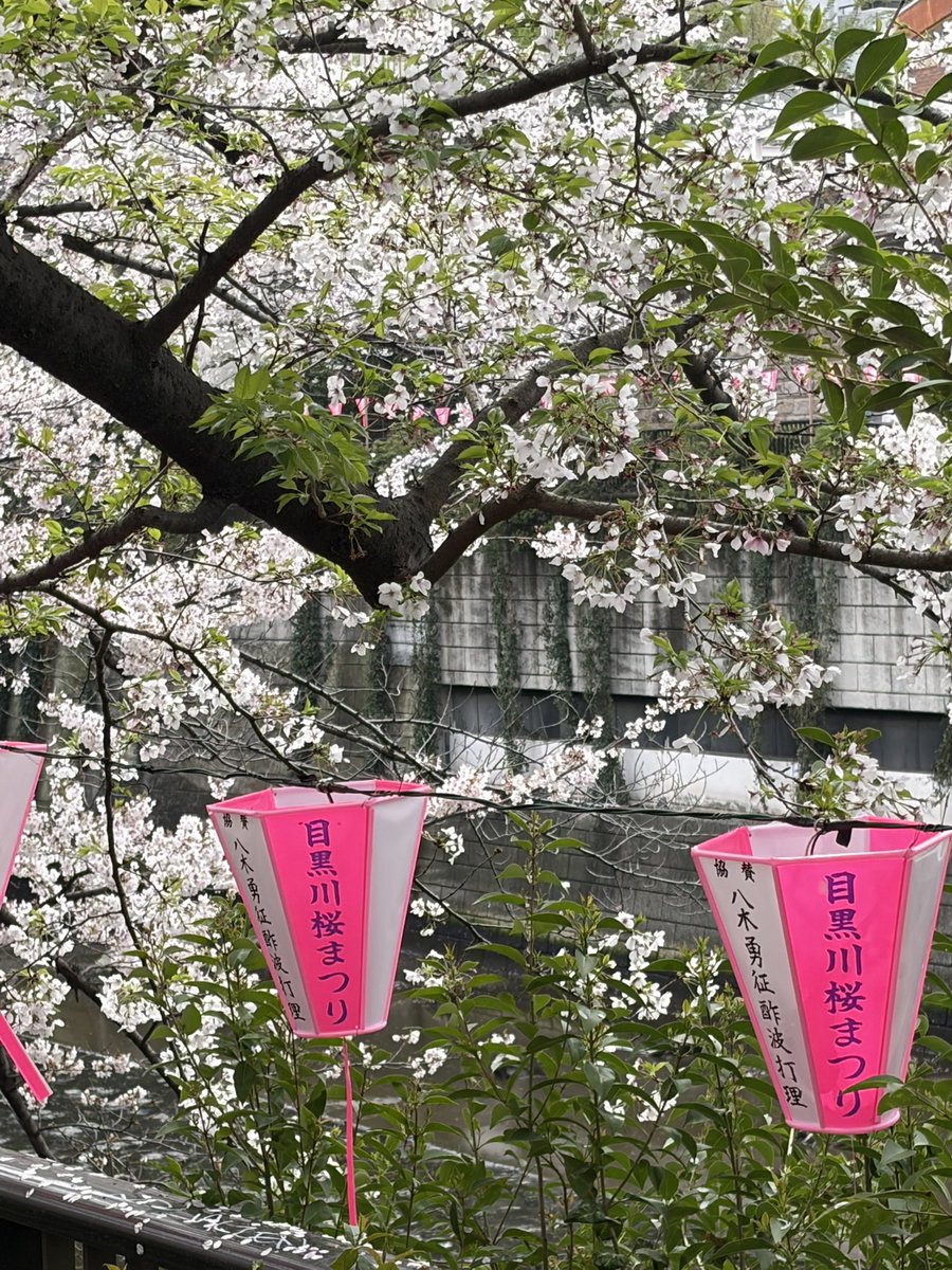 8JPdjsdNLSCRE7u's tweet image. おはようございます🌸✨

目黒川桜まつりに行ってきました🥰

この日曜日が最後の見頃のようで
お花見客でいっぱいでした
良ければ動画もUPしています🆙

今週もよろしくお願いいたします☺️
素敵な月曜日になりますように💖

#中目黒
#目黒川桜まつり
#ベーコンポテトパイの春がやって来た