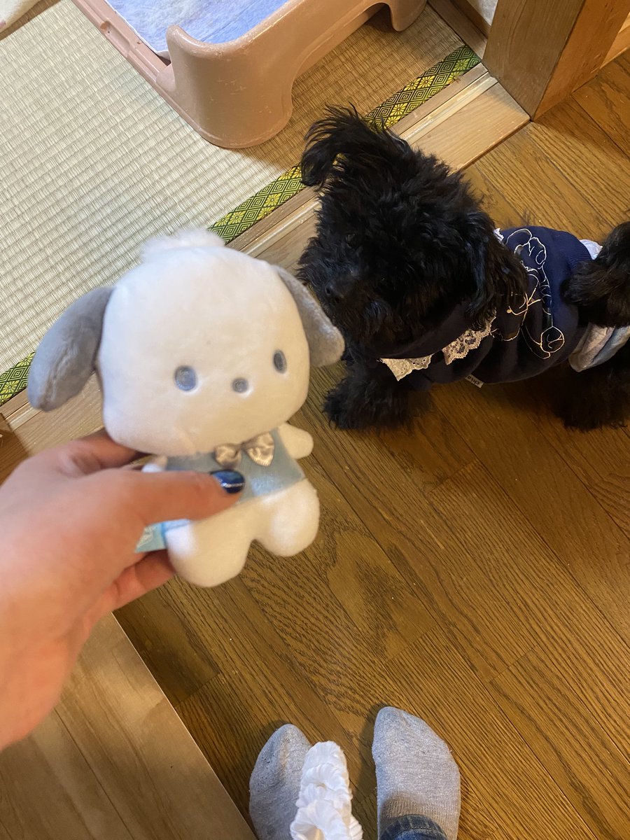 salsanrianne's tweet photo. エレンはポチャッコ💫 https://t.co/Fiek27oAvK