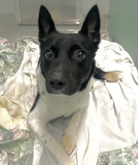 Moishe's Mom tweet media