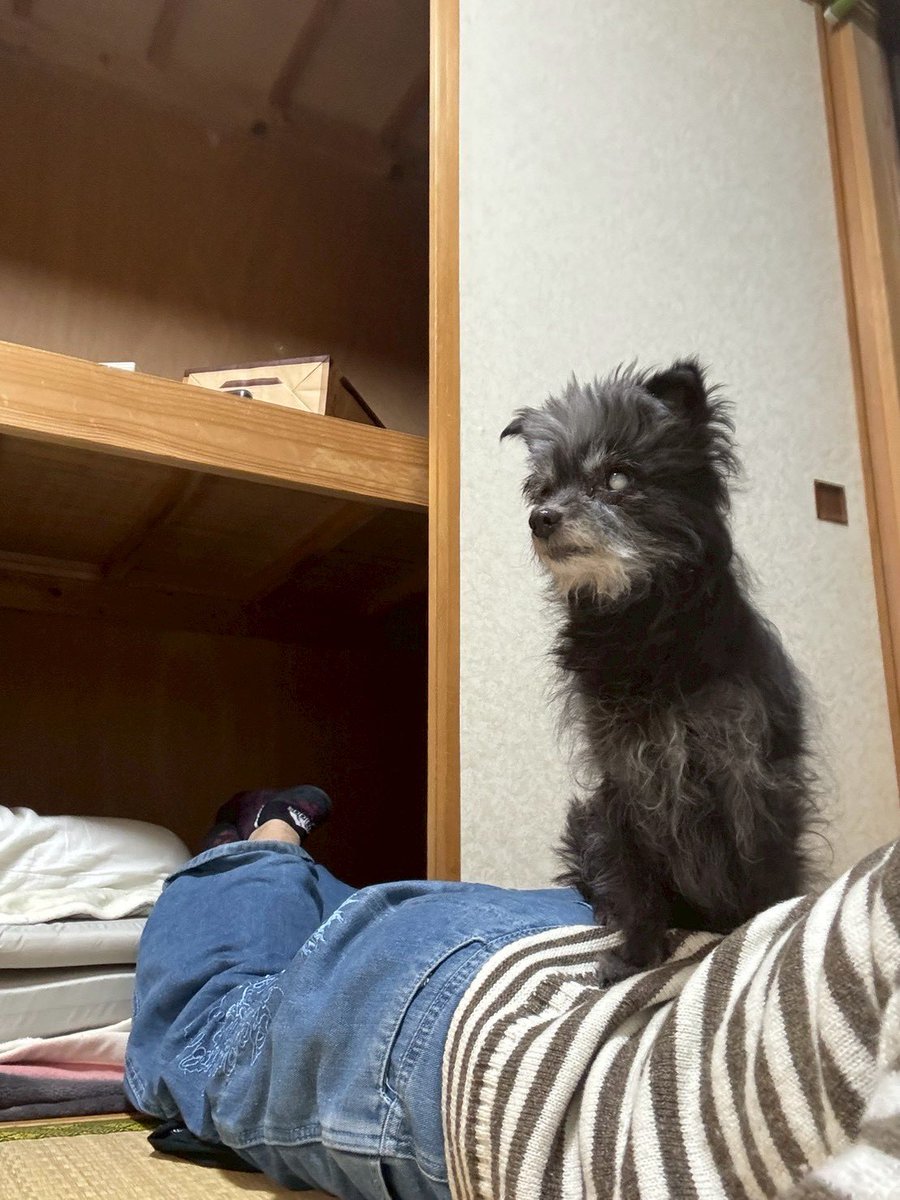 salsanrianne's tweet photo. サリーちゃんは背乗り犬 https://t.co/Qv0d16GVrX