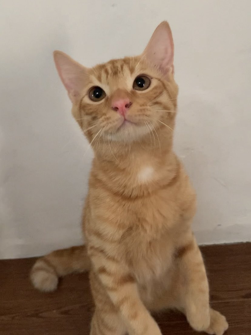 Sam 🦖 tweet media