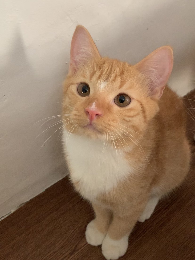 Sam 🦖 tweet media