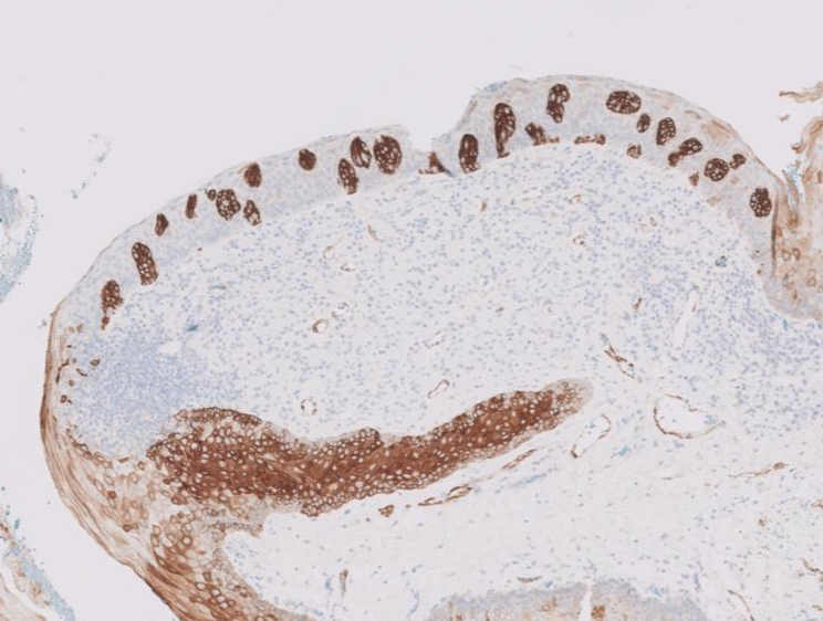 Janira Navarro tweet media