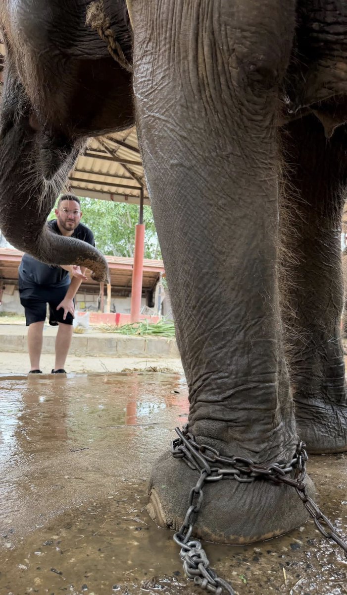 Timothy Sykes tweet media