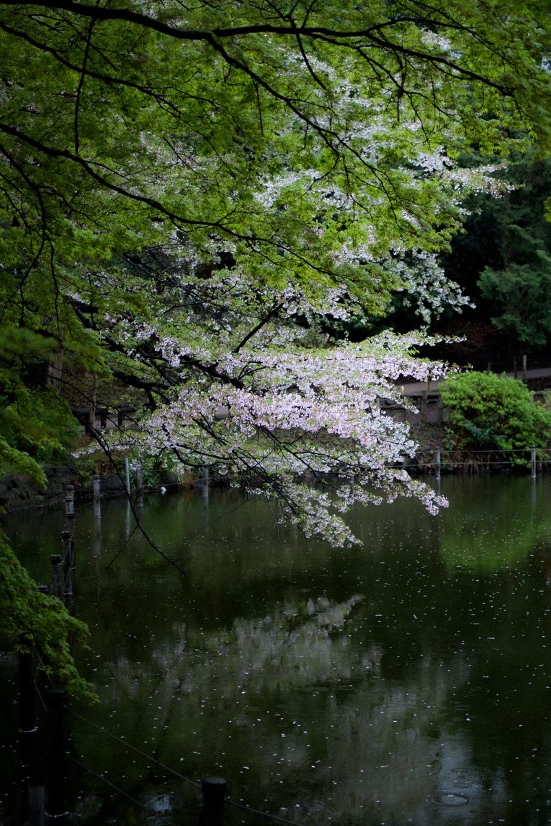 mashuu -ましゅう- tweet media