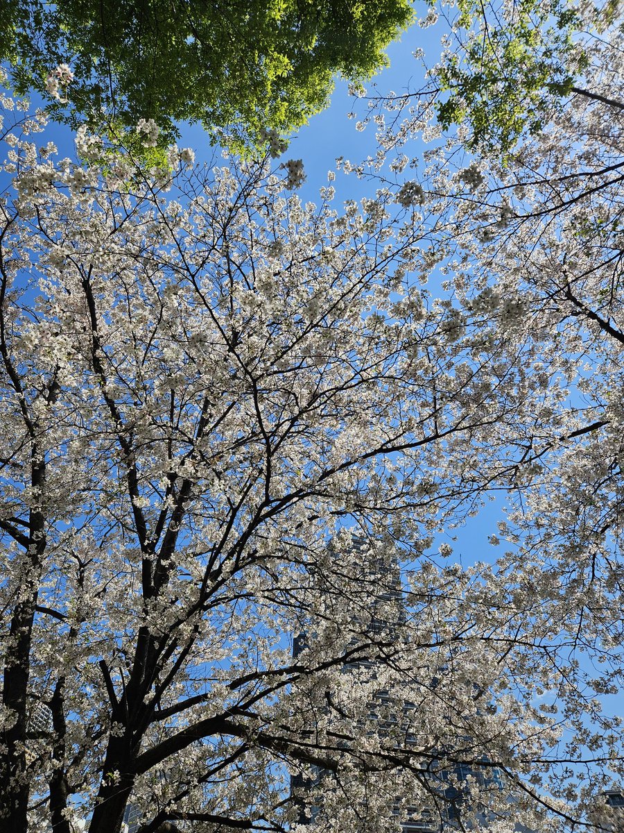 先週金曜日の #南池袋公園 にて。桜がいい感じに咲いていた。ピクニックしてる人たちがたくさんいた。今はいいけど、ある日突然、前触れもなく猛暑がやってくるんだ……。