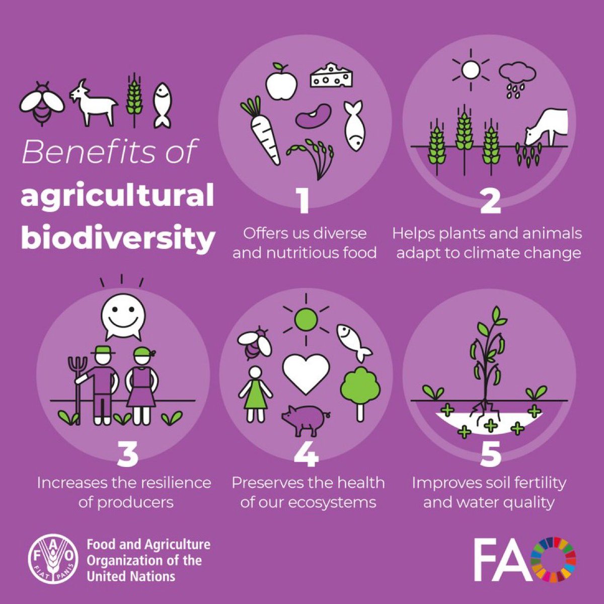 FAOclimate's tweet image. 🌱#Biodiversity is one of our planet’s most precious resources, vital for the future of our food.
 
@FAO helps countries use, conserve and restore biodiversity in agrifood systems:

fao.org/biodiversity

#OneHealth