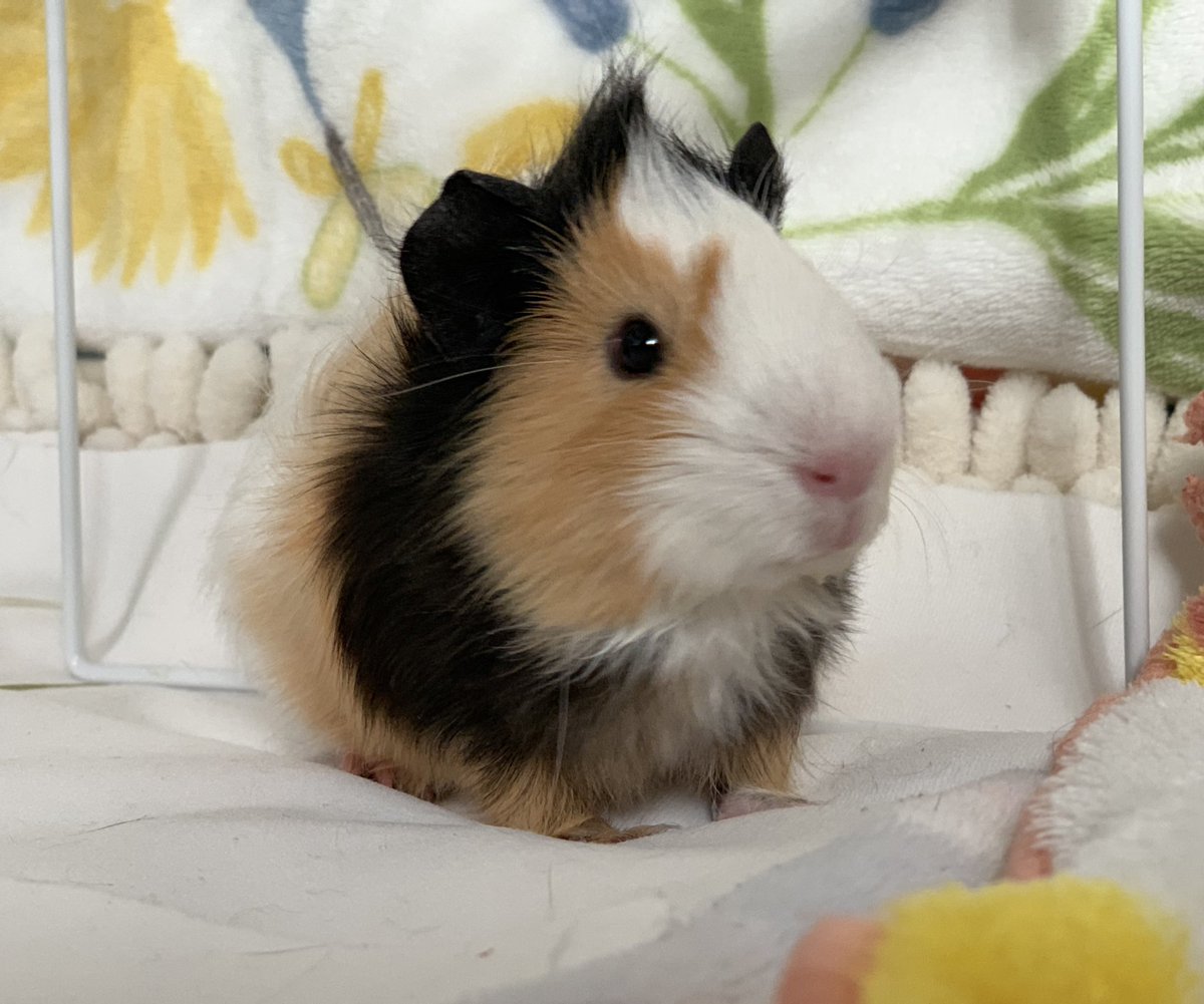 ぎょらん tweet media