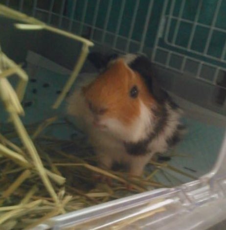 ぎょらん tweet media