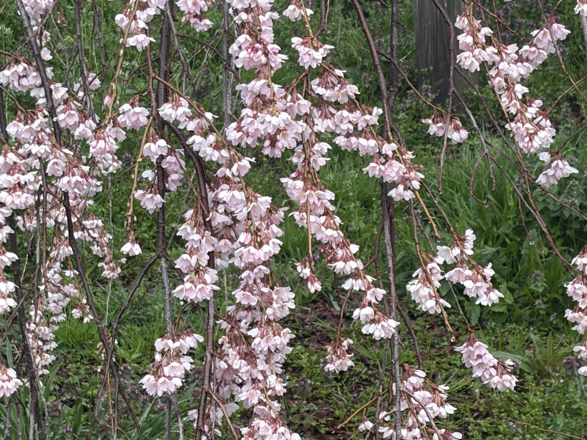 三春まちづくり公社 観光部（三春滝桜） tweet media