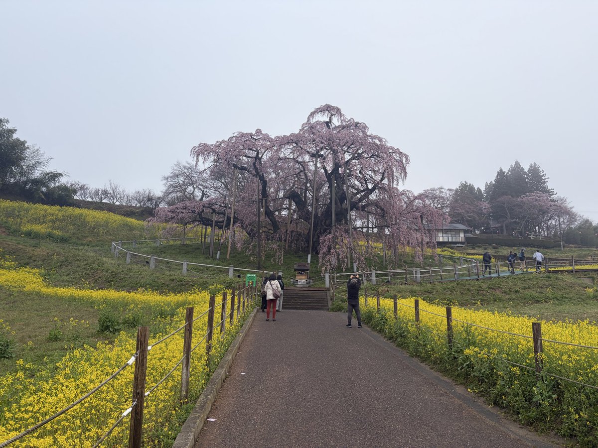 三春まちづくり公社 観光部（三春滝桜） tweet media