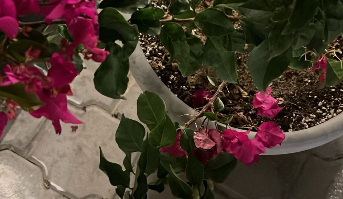 تبختر وأنت لو تضرب برمشك جرهدي القاف
تفتّق لك منابيت القصيد وتزهر قبالك