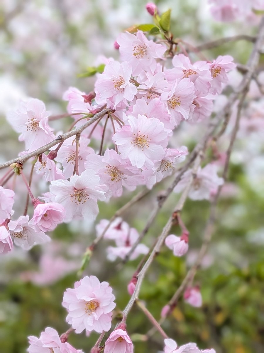 闇夜にハシビロコウ tweet media