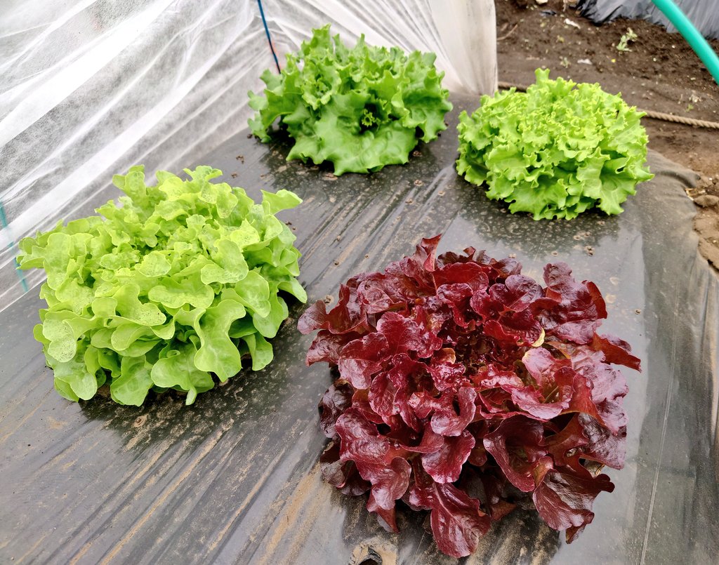 TAMA@家庭菜園･野菜栽培 tweet media