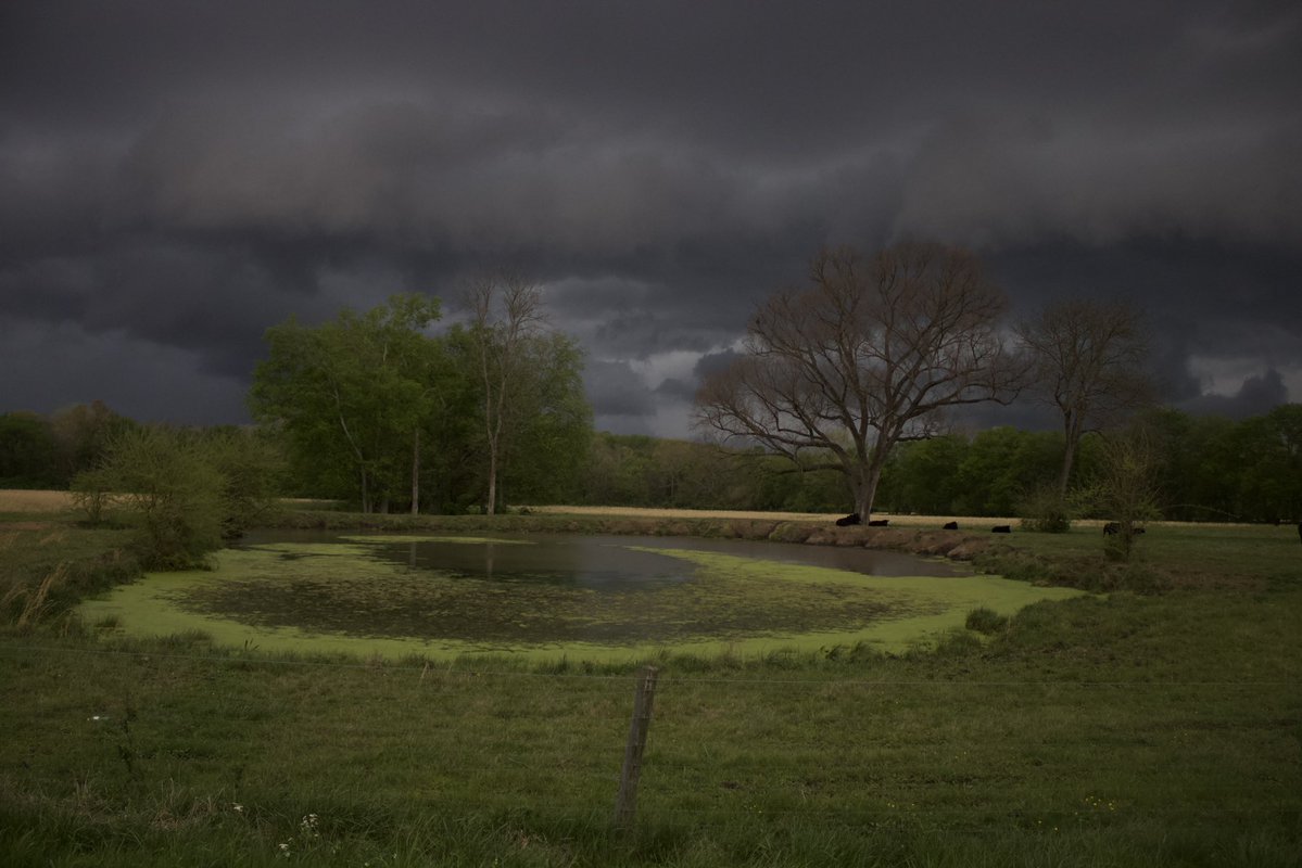 dreamland tweet media