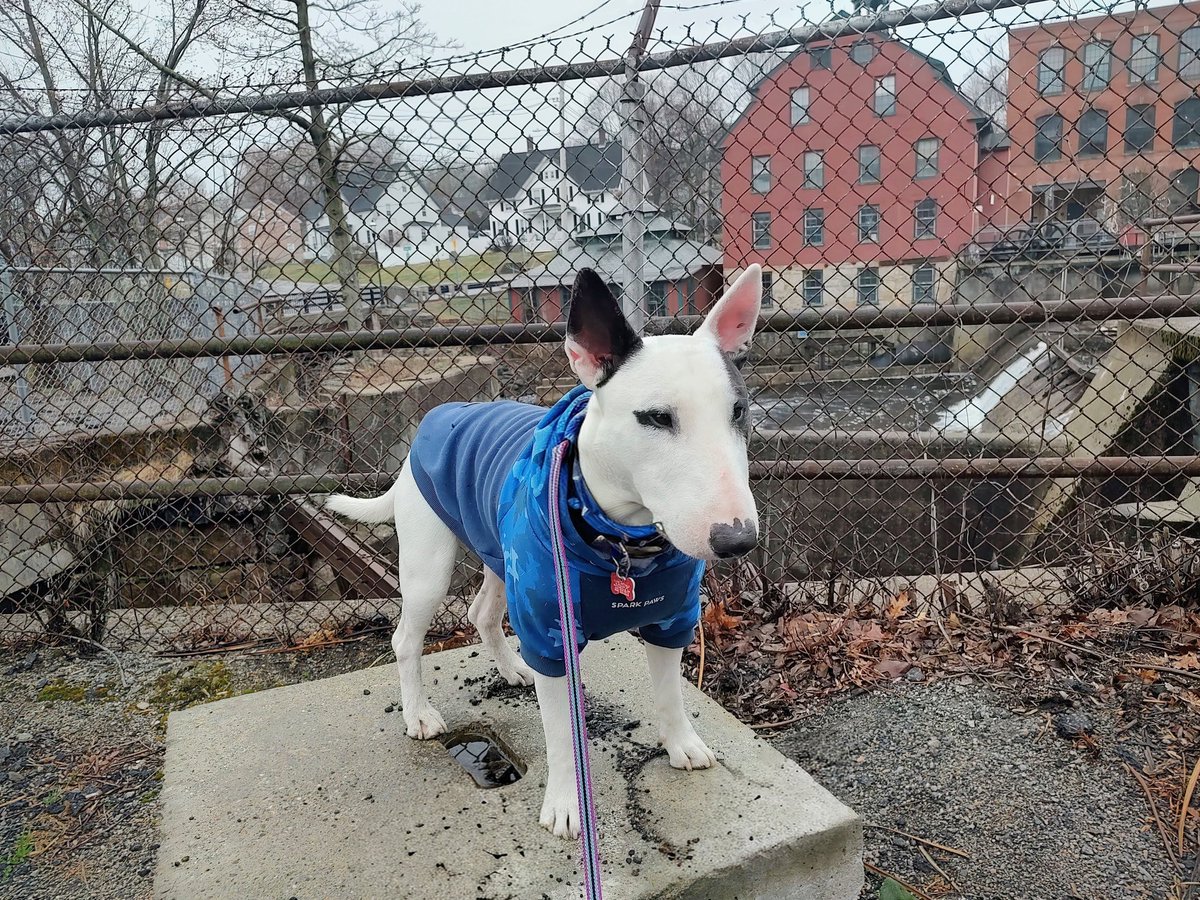 rexthetvterrier's tweet image. It was a bit of a dismal weather day today.  But we did get a nice long walk in this morning in between the rain storms.
#Spike #Sunday #Easter #Dogs
