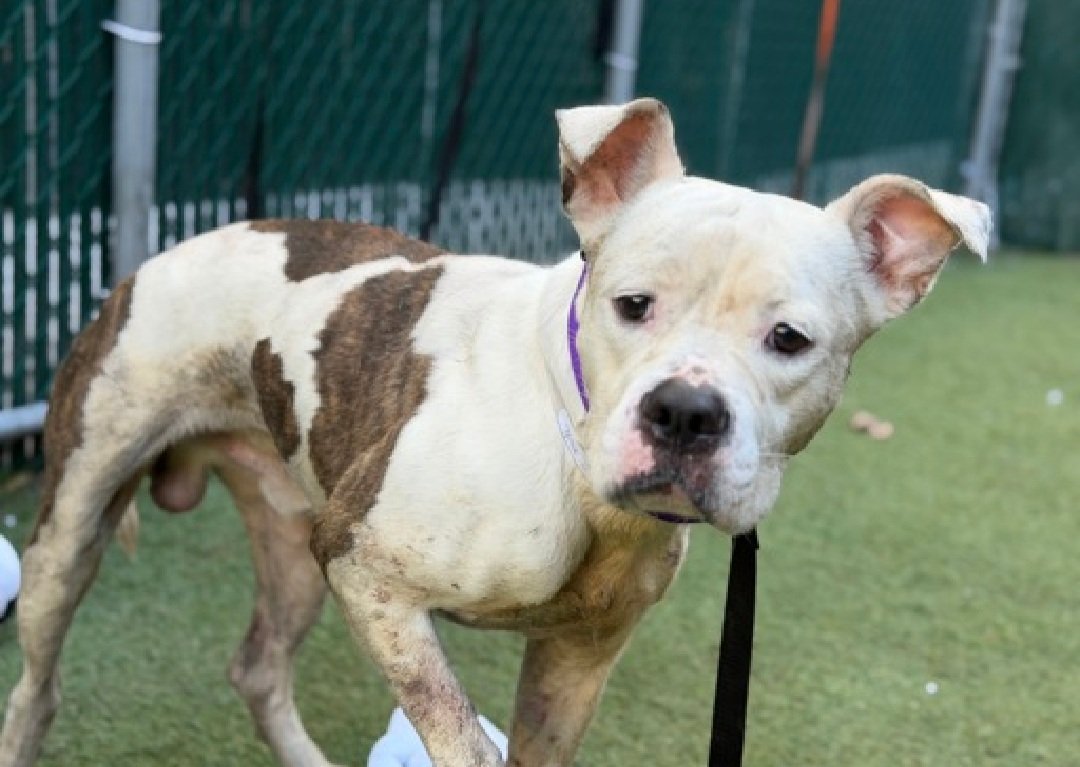 Morgan Fairchild's Dogs tweet media