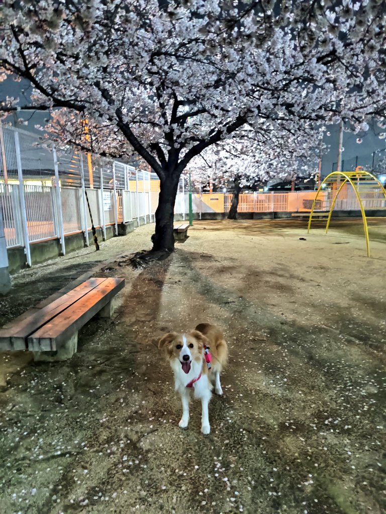 アイリス🐶ボーダー・コリー🐾 tweet media