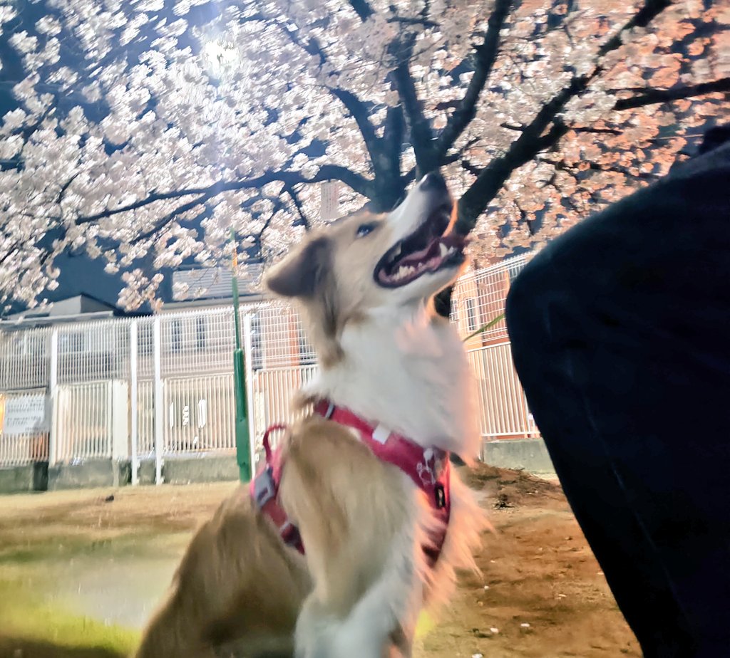 アイリス🐶ボーダー・コリー🐾 tweet media