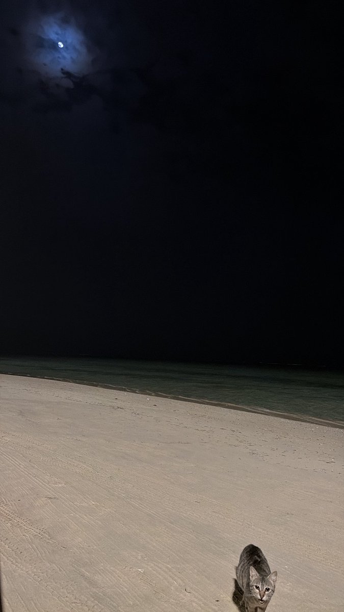 مردها بتزين tweet media