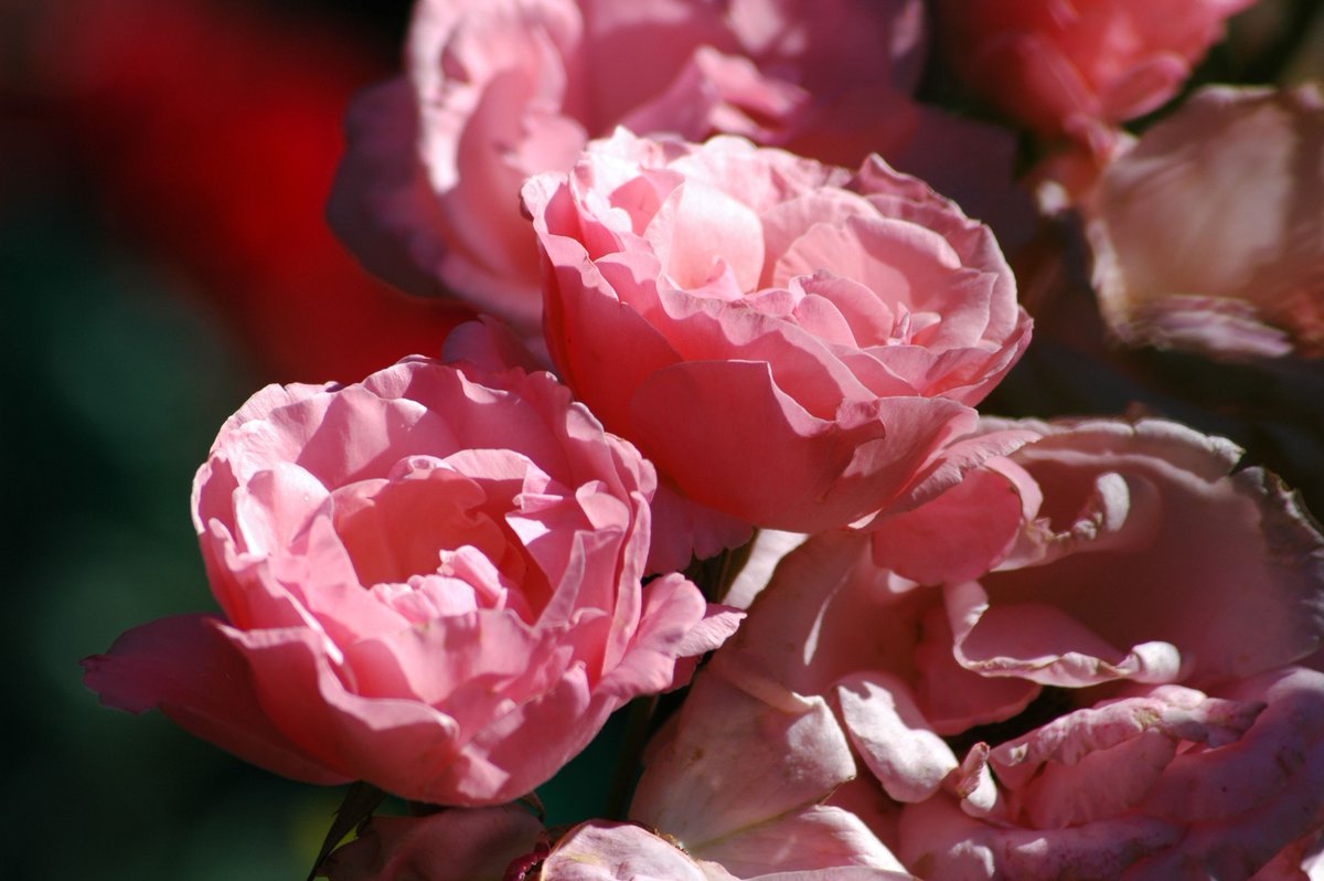 Lizzie Maher tweet media