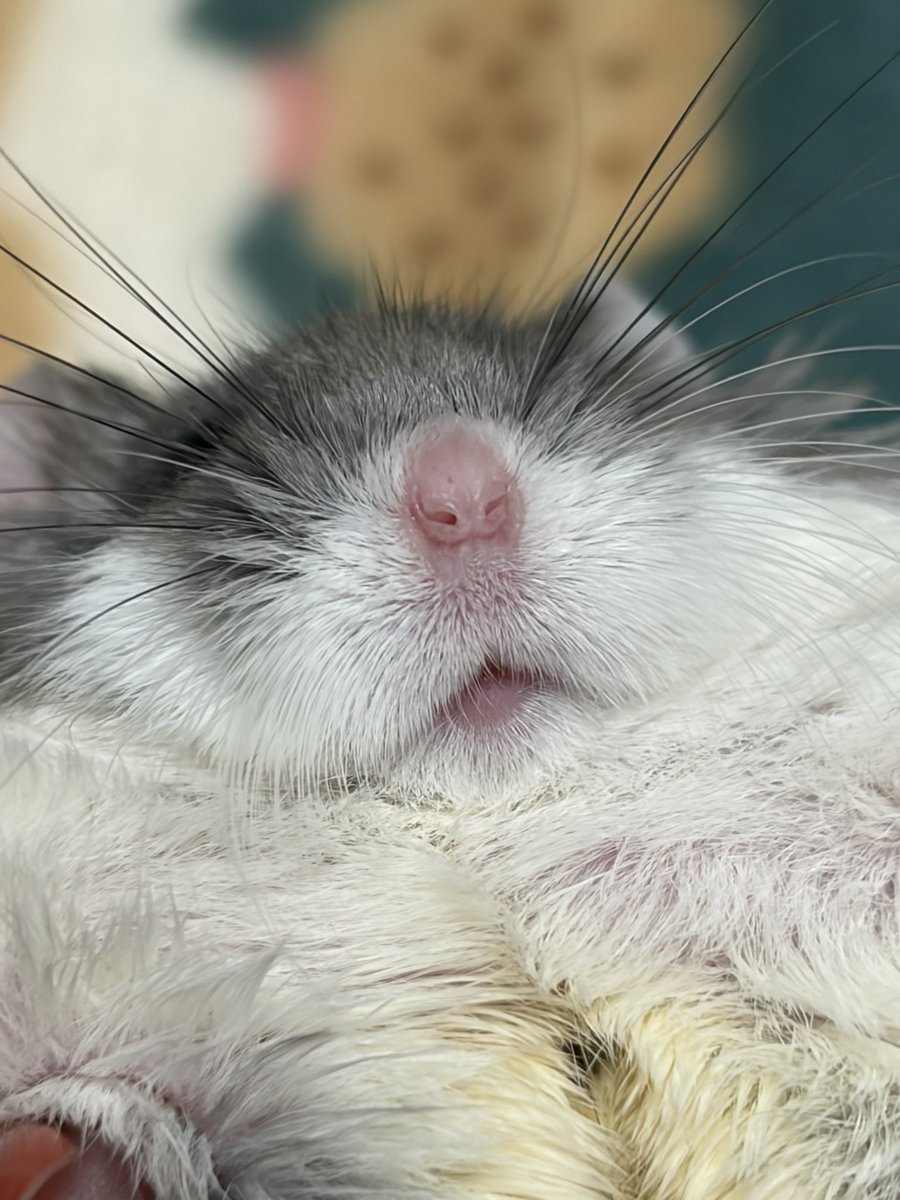 紫愛(じゅりあ) tweet media