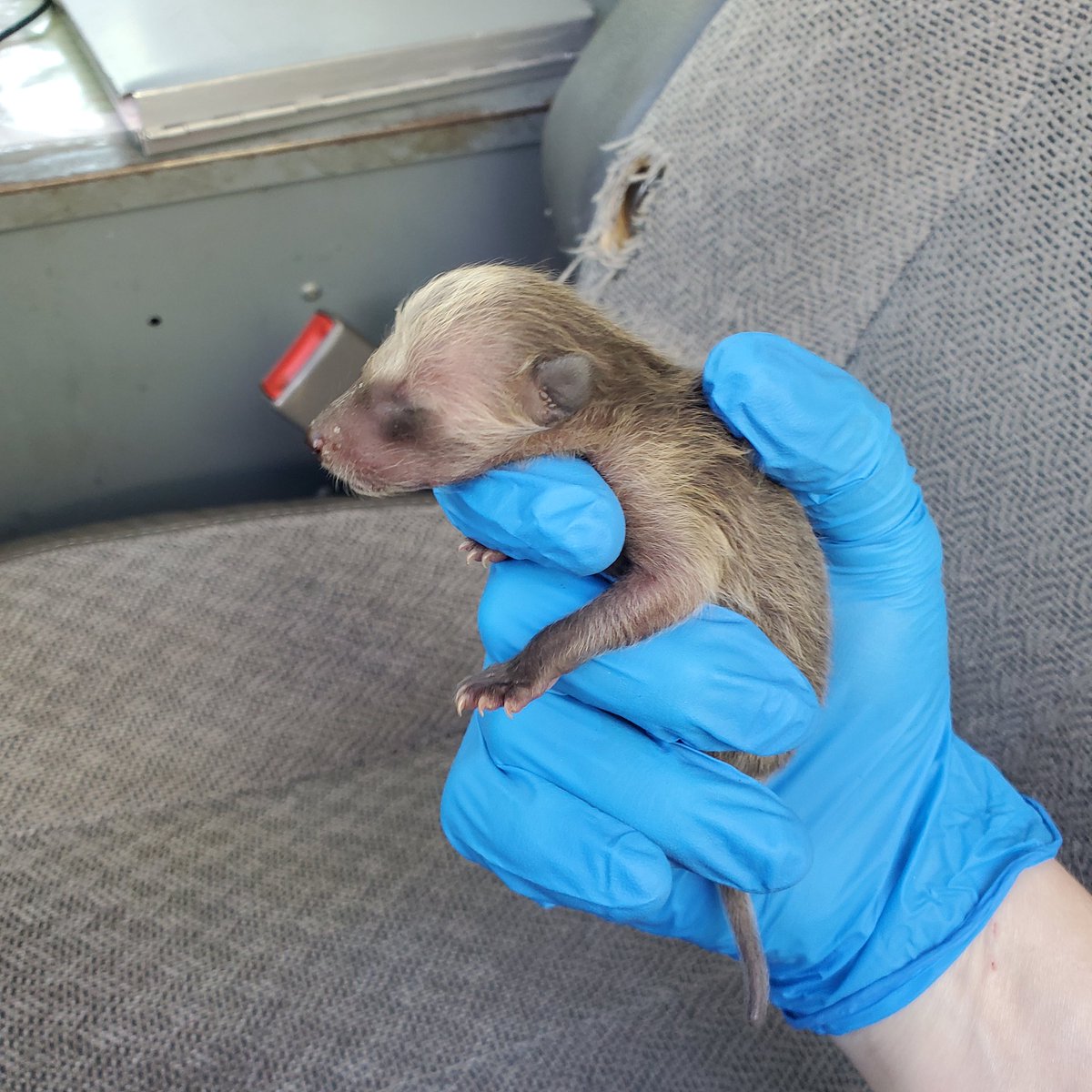 wharrgarbl forever 》》》400 lizards apparently tweet media