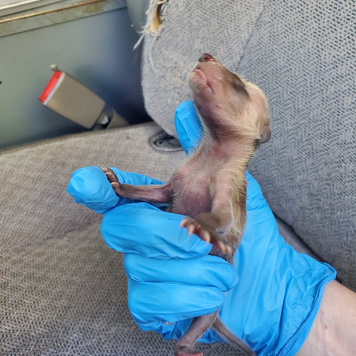 wharrgarbl forever 》》》400 lizards apparently tweet media