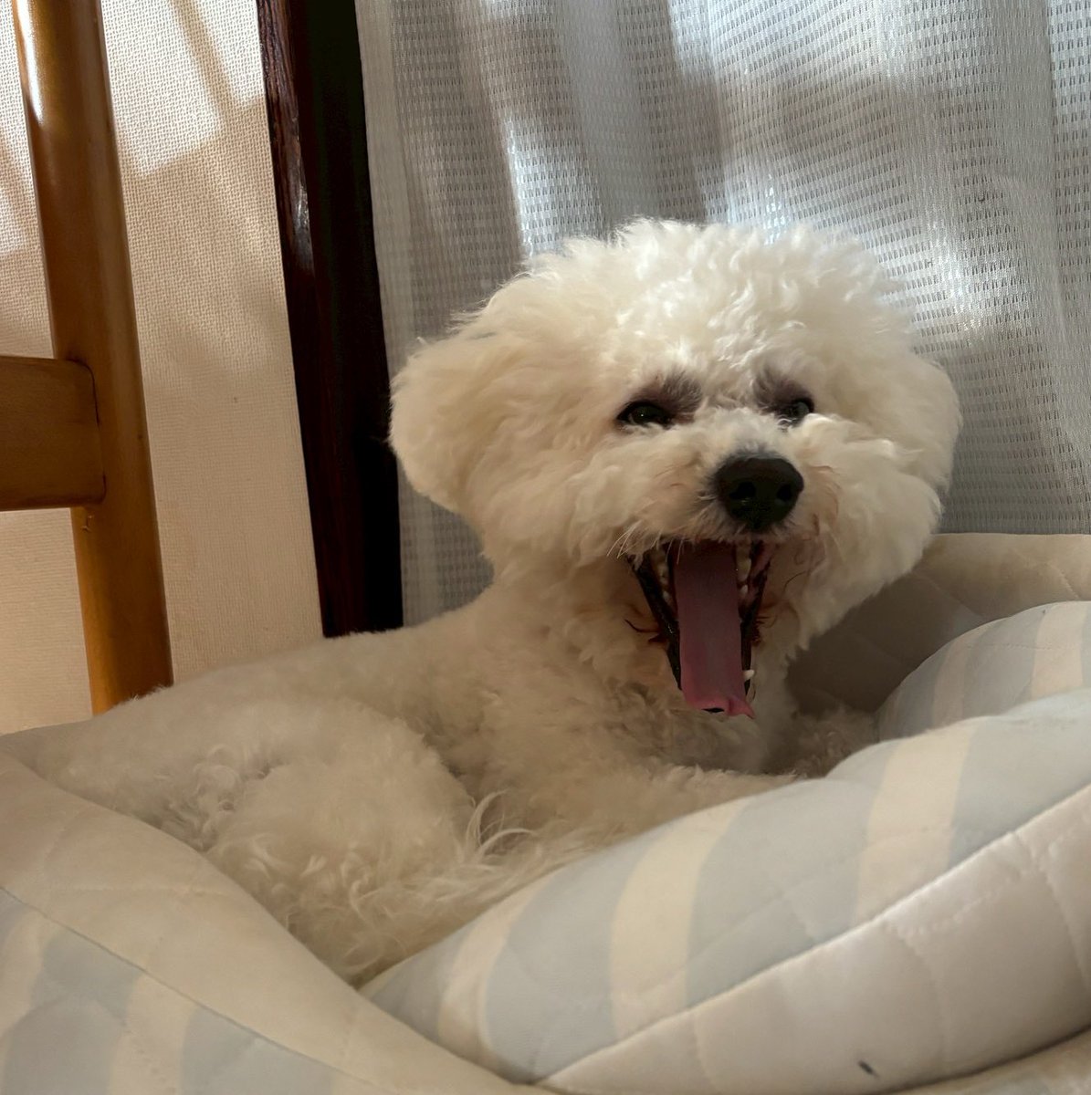 おこめ tweet media