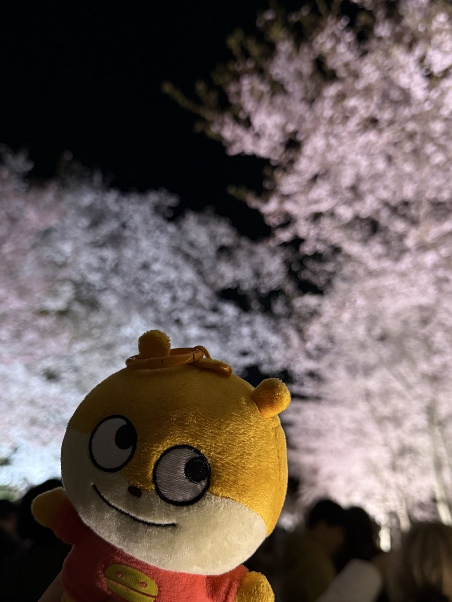 Oame0811's tweet photo. (´▽`)🌸 【Oame、二条城でお花見】
Oameが二条城にやってきました〜!
お城の前の桜が満開で、どこを見てもふわふわピンクの世界🌸✨
「パパもこの桜、見たかったかな…」
ちょっとだけ空を見上げるOameなのでした(´ω`)
#二条城 #桜 #お花見 #京都
#konezumi #yujinishimura #studioUG https://t.co/68RewEZnx7