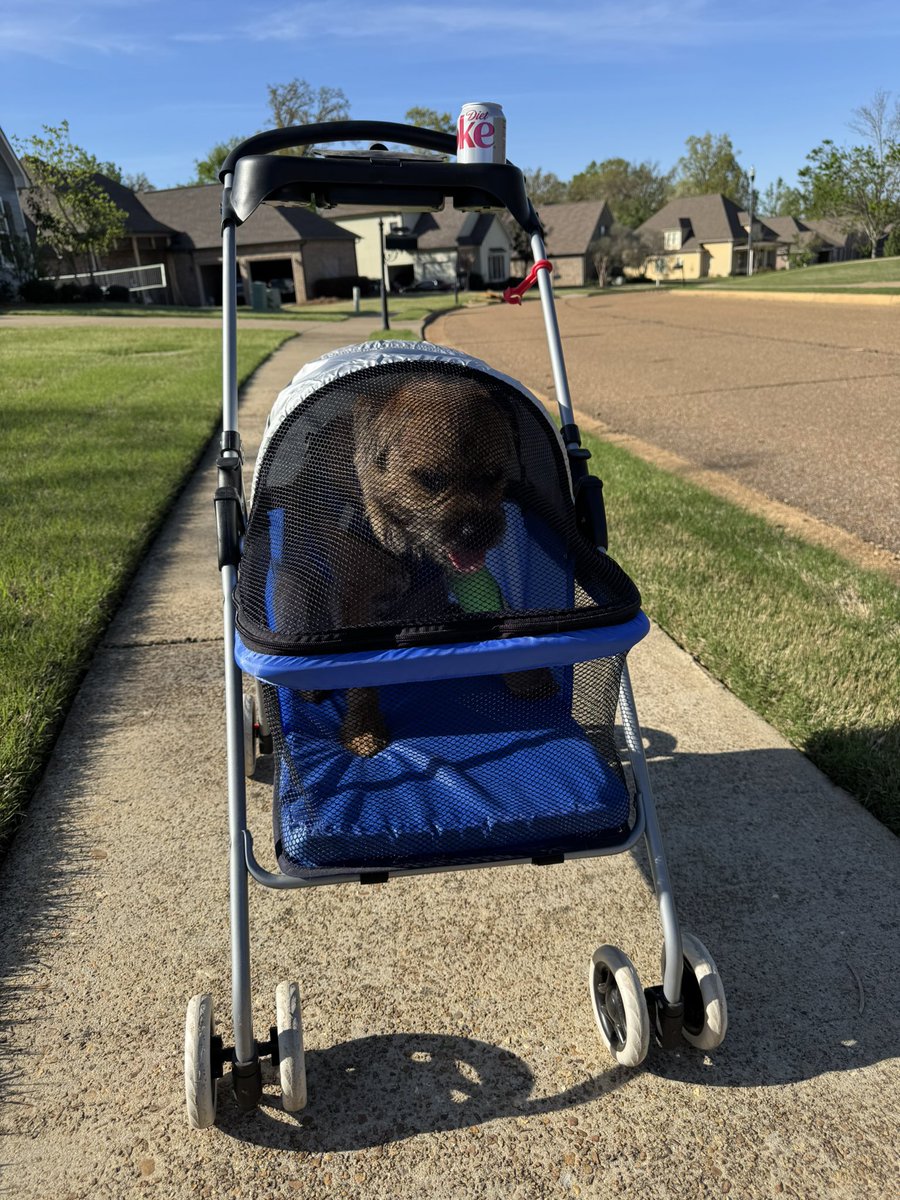 Ollie! (Filling the pawsteps of Pip🌈) tweet media