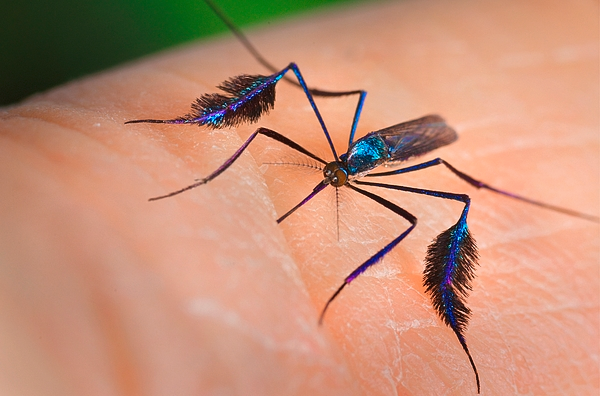 Ælþemplær tweet media