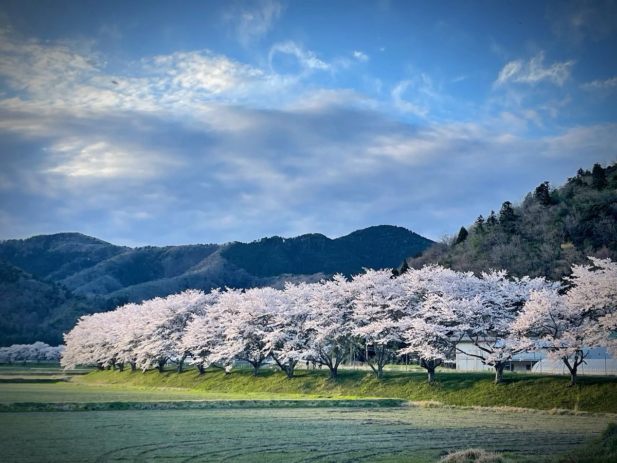 名田庄の桜が見たくて半日ツーリング｡
でもカメラISO設定が102400固定に😂
写真は全滅ですが桜は最高でした🌸
無理矢理出した4枚💪

#名田庄