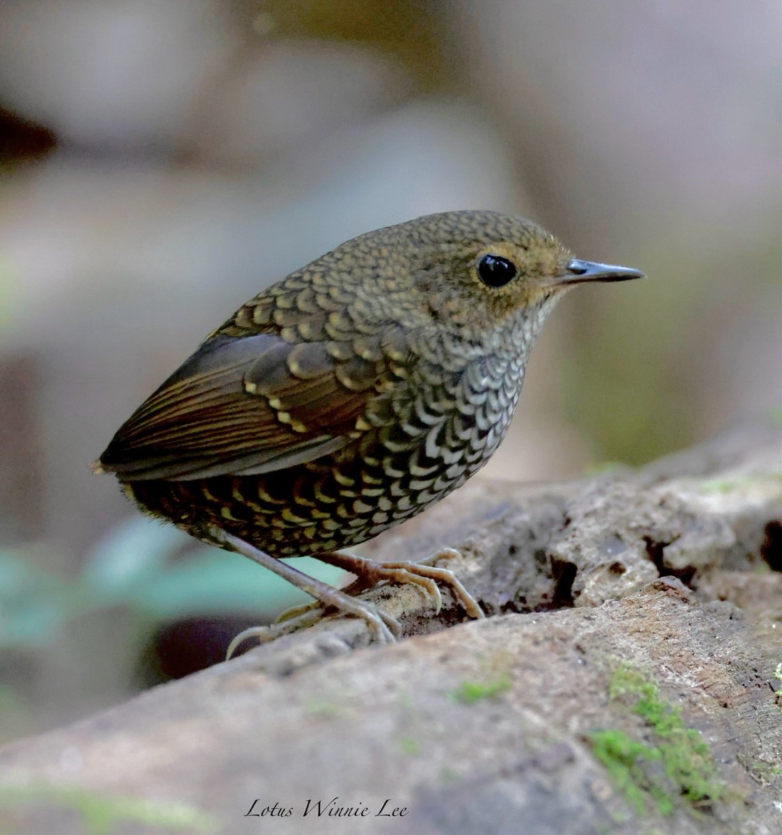 Lotus Winnie Lee tweet media